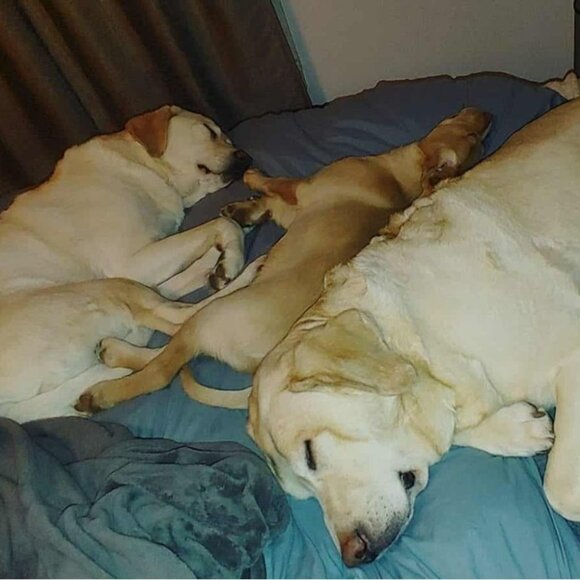 Lab Lounge Fetch Finds Follow Me Black White Sticker - Picture 7 of 9